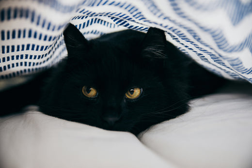 Dark Femininity: The Allure of the Black Cat